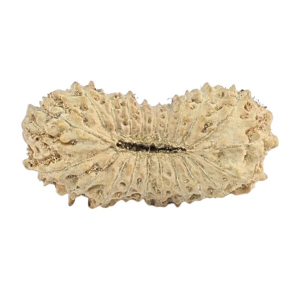 21 Mukhi Rudraksha 17.6mm 0.56gm - Rudraksha back