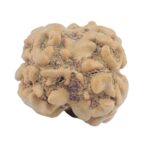 2 Mukhi Rudraksha 25mm 2.09gm - Rudraksha back