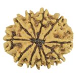 11 Mukhi Rudraksha 22.6mm 2.12gm - Rudraksha back