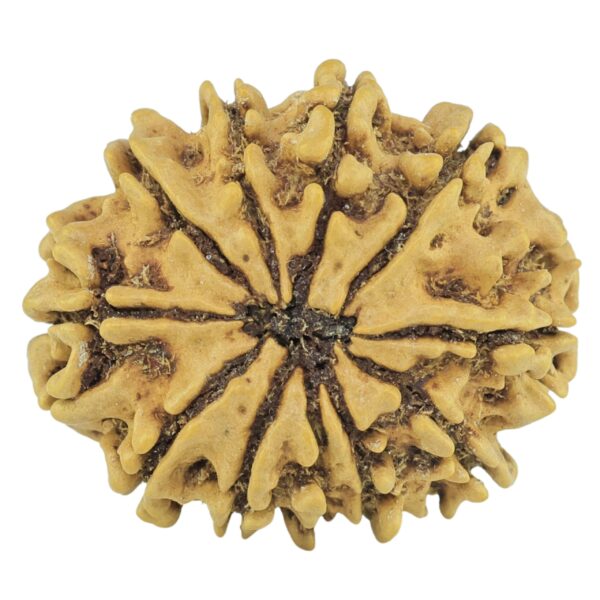 11 Mukhi Rudraksha 22.6mm 2.12gm - Rudraksha back