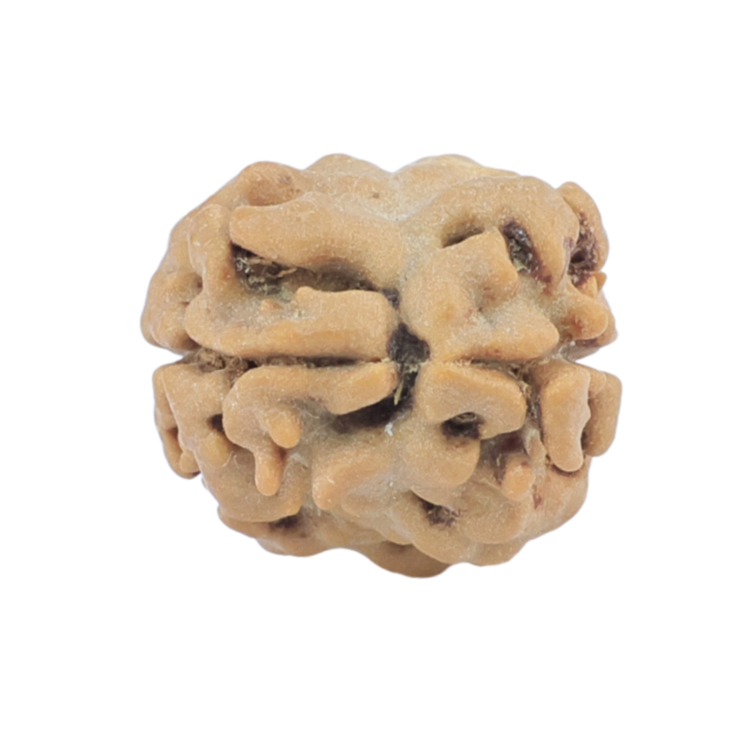 2 Mukhi Rudraksha 17.2mm 1.19gm - Rudraksha back