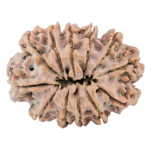 12 Mukhi Rudraksha 30.8mm 6.53gm - Rudraksha back