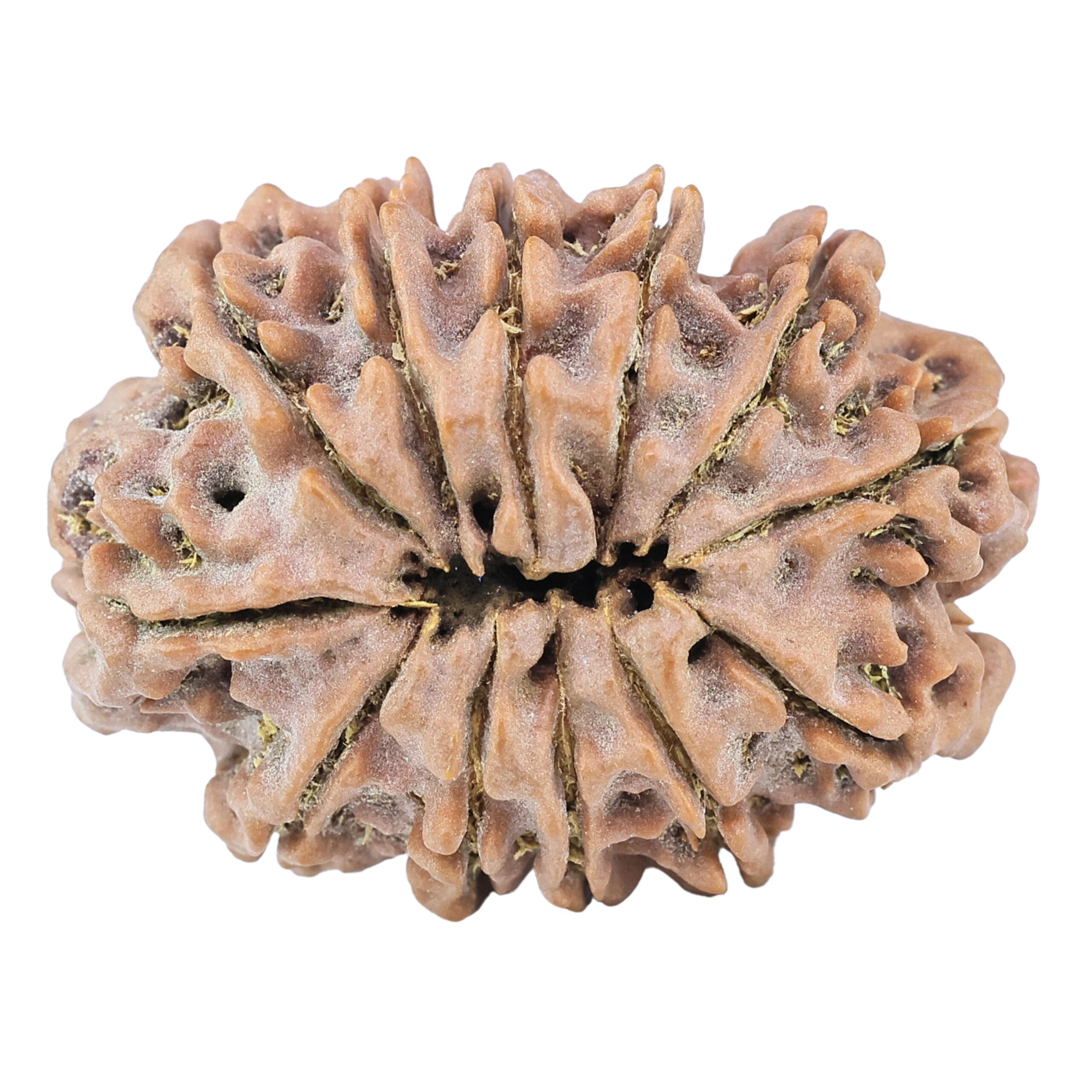 12 Mukhi Rudraksha 30.8mm 6.53gm - Rudraksha back