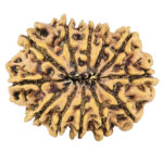 12 Mukhi Rudraksha 26.8mm 3.47gm - Rudraksha back