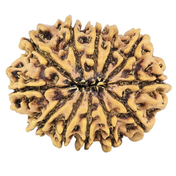 12 Mukhi Rudraksha 26.8mm 3.47gm - Rudraksha back