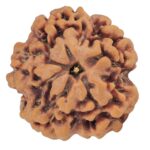 1MK(Underdeveloped) 21.6mm 3.44gm - Rudraksha back