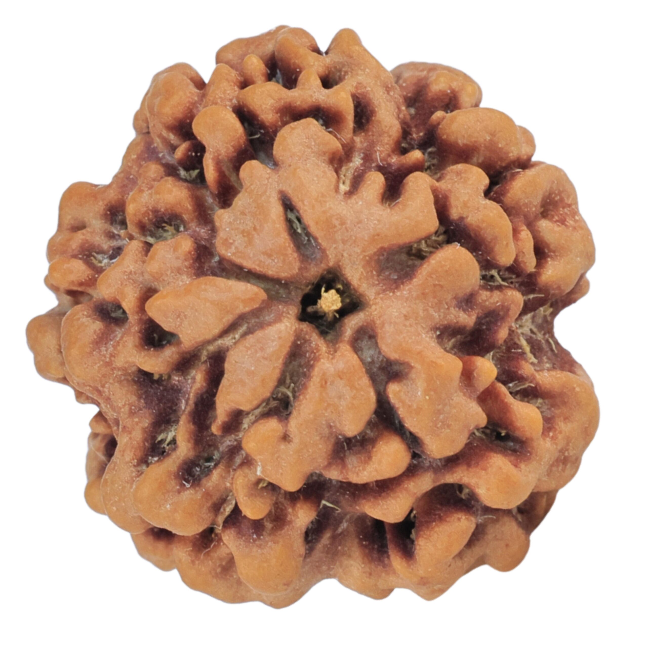 1MK(Underdeveloped) 21.6mm 3.44gm - Rudraksha back