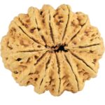 12 Mukhi Rudraksha 34.3mm 6.36gm - Rudraksha back