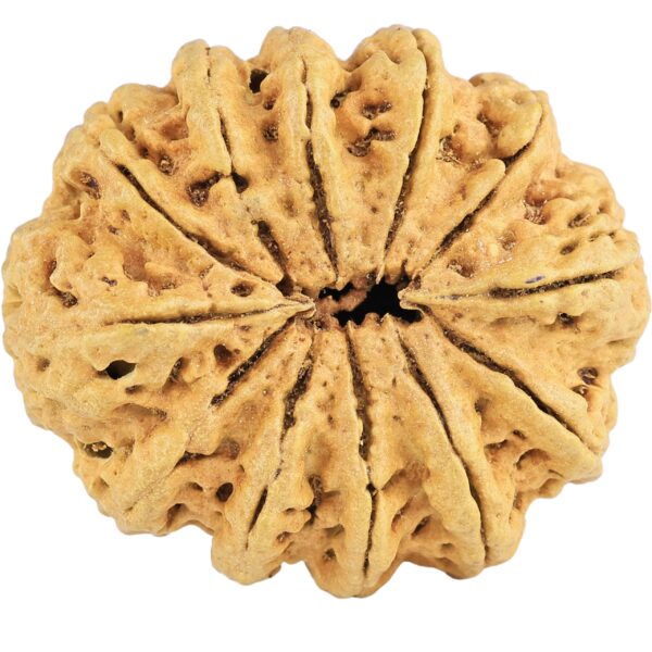 12 Mukhi Rudraksha 34.3mm 6.36gm - Rudraksha back