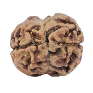 2 Mukhi Rudraksha 20.1mm 1.13gm - Rudraksha back