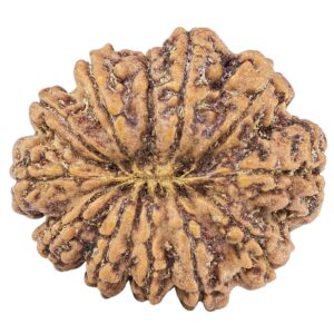 12 Mukhi Rudraksha 25.4mm 4gm - Origin: Nepal - Rudraksha back