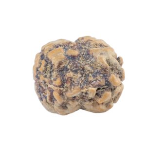 2 Mukhi Rudraksha 21.8mm 1.83gm - Rudraksha back