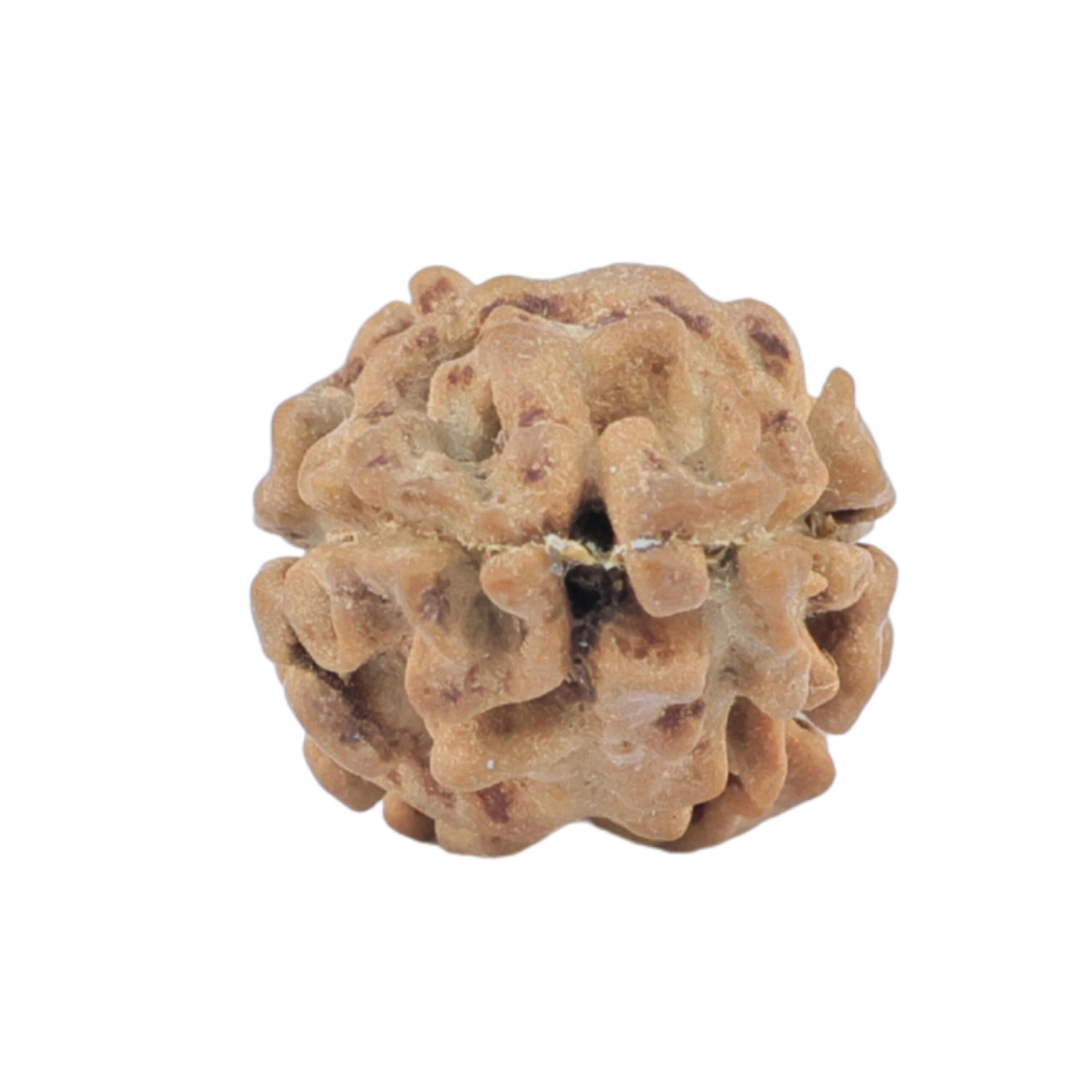2 Mukhi Rudraksha 17.3mm 0.85gm - Rudraksha back