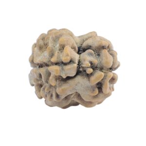 2 Mukhi Rudraksha 18.8mm 0.89gm - Rudraksha back