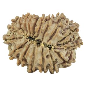 17 Mukhi Rudraksha 23.5mm 2.72gm - Rudraksha back