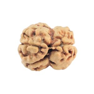 2 Mukhi Rudraksha 20.4mm 1.83gm - Rudraksha back