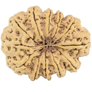 12 Mukhi Rudraksha 35.1mm 7.75gm - Rudraksha back