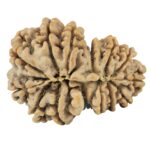 14 Mukhi Garbh Gauri 30.3mm 5.61gm - Rudraksha back