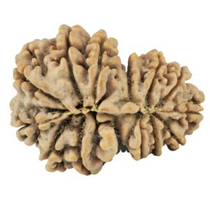 14 Mukhi Garbh Gauri 30.3mm 5.61gm - Rudraksha back