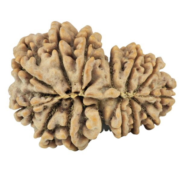 14 Mukhi Garbh Gauri 30.3mm 5.61gm - Rudraksha back