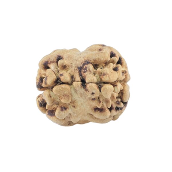 2 Mukhi Rudraksha 18.4mm 0.48gm - Rudraksha back
