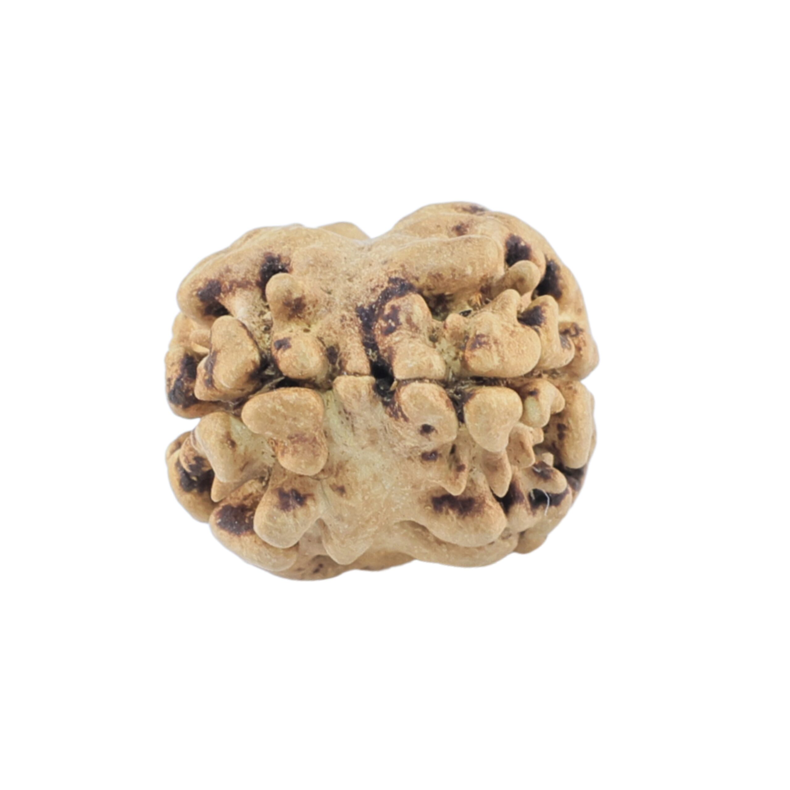 2 Mukhi Rudraksha 18.4mm 0.48gm - Rudraksha back