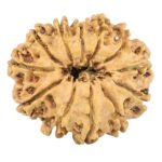 12 Mukhi Rudraksha 25.5mm 3.44gm - Origin: Nepal - Rudraksha back