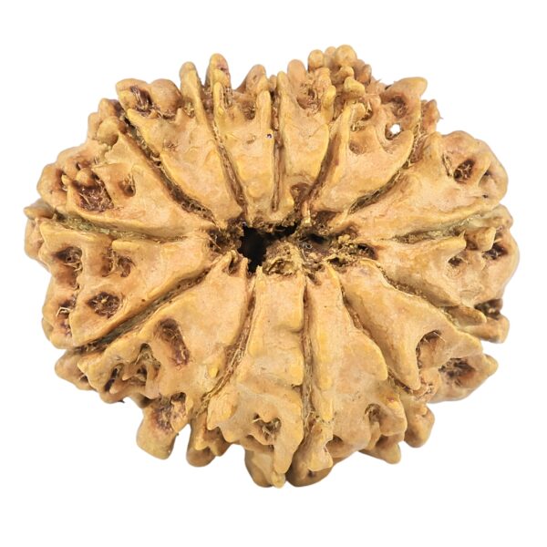 12 Mukhi Rudraksha 25.5mm 3.44gm - Origin: Nepal - Rudraksha back