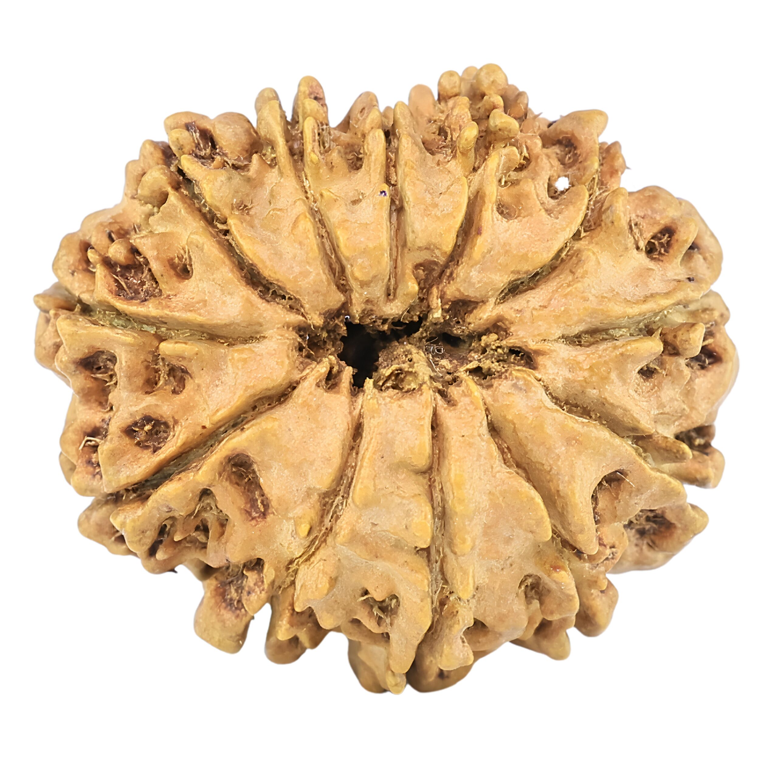 12 Mukhi Rudraksha 25.5mm 3.44gm - Origin: Nepal - Rudraksha back