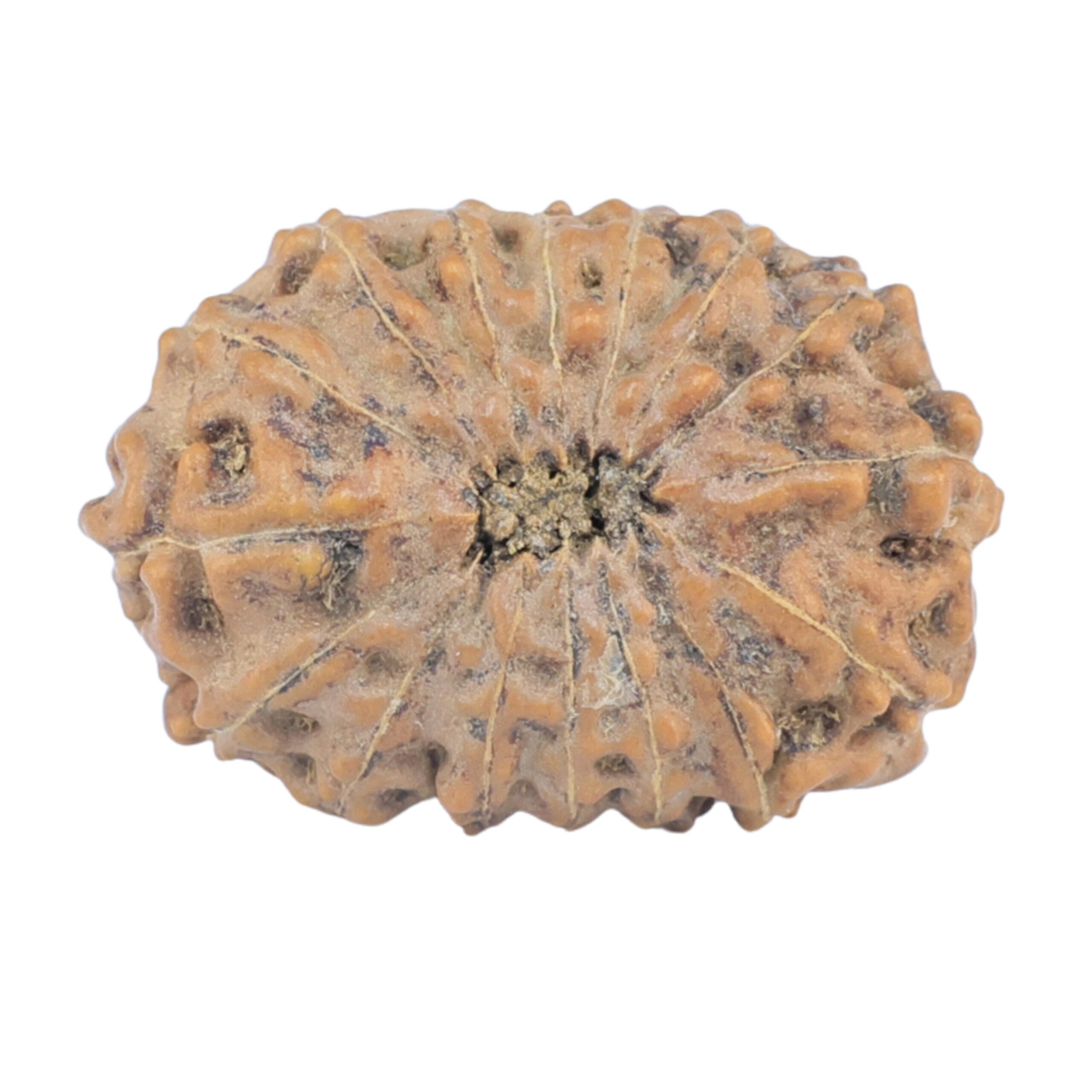 16 Mukhi Rudraksha 20.9mm 1.82gm - Rudraksha back