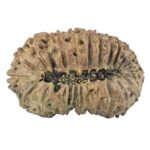 23 Mukhi Rudraksha 32.8mm 4.11gm - Rudraksha back