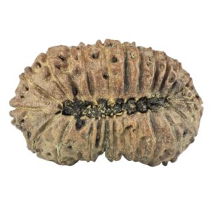 23 Mukhi Rudraksha 32.8mm 4.11gm - Rudraksha back