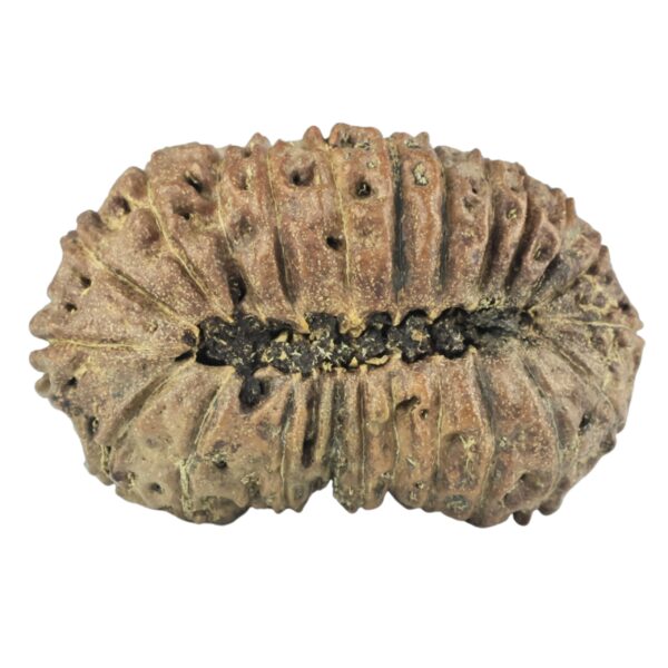 23 Mukhi Rudraksha 32.8mm 4.11gm - Rudraksha back