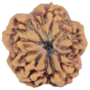 1MK(Underdeveloped) 24.4mm 5.09gm - Rudraksha back