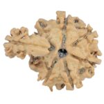 Sawar/Ganesh (6+1) 23mm 2.19gm - Rudraksha back