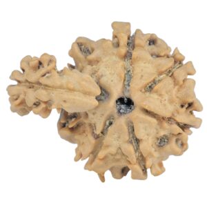 Sawar/Ganesh (6+1) 23mm 2.19gm - Rudraksha back