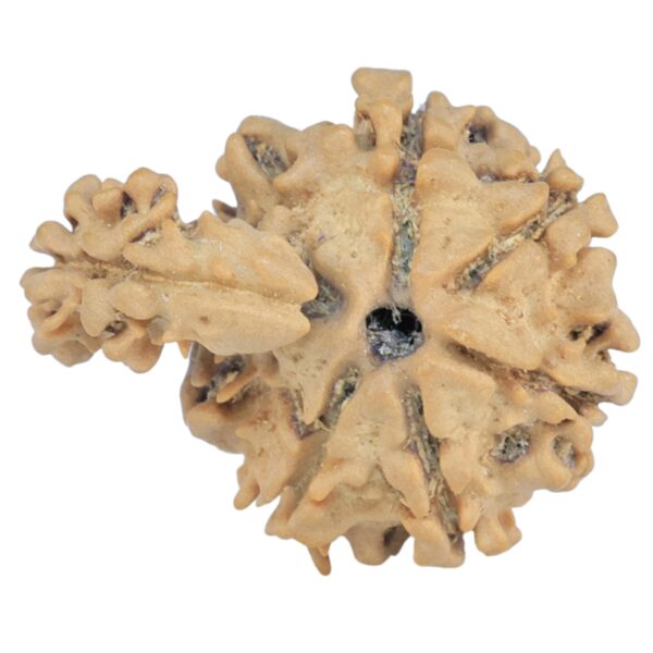 Sawar/Ganesh (6+1) 23mm 2.19gm - Rudraksha back