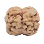 2 Mukhi Rudraksha 25.4mm 2.43gm - Rudraksha back