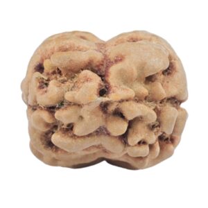 2 Mukhi Rudraksha 25.4mm 2.43gm - Rudraksha back