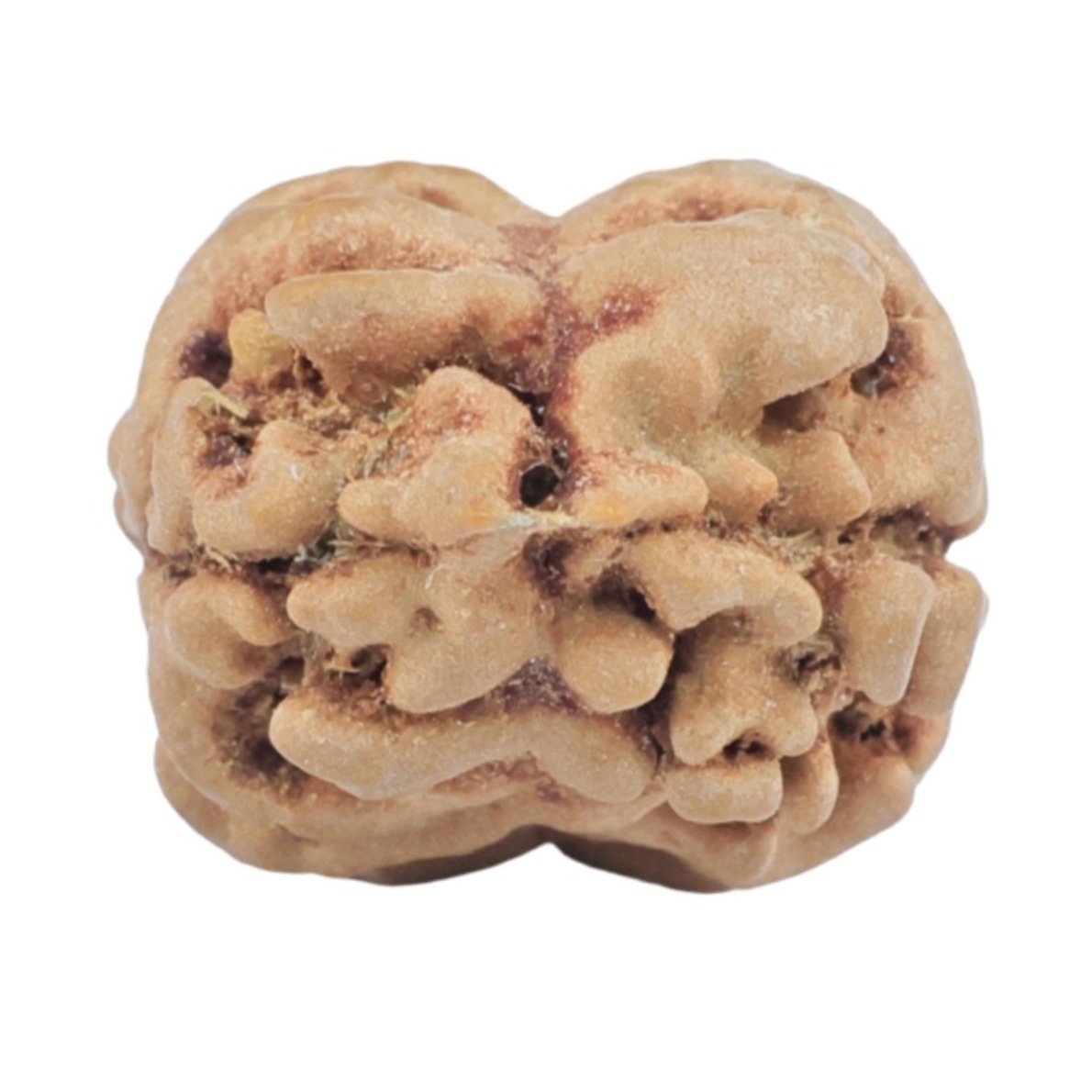 2 Mukhi Rudraksha 25.4mm 2.43gm - Rudraksha back