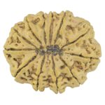 12 Mukhi Rudraksha 37.2mm 8.82gm - Rudraksha back