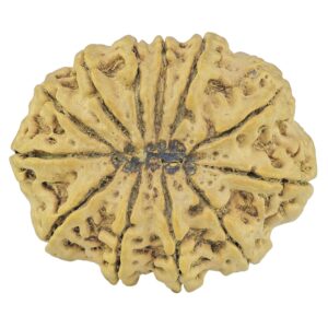 12 Mukhi Rudraksha 37.2mm 8.82gm - Rudraksha back