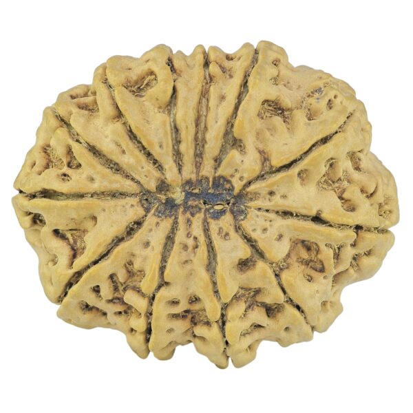 12 Mukhi Rudraksha 37.2mm 8.82gm - Rudraksha back