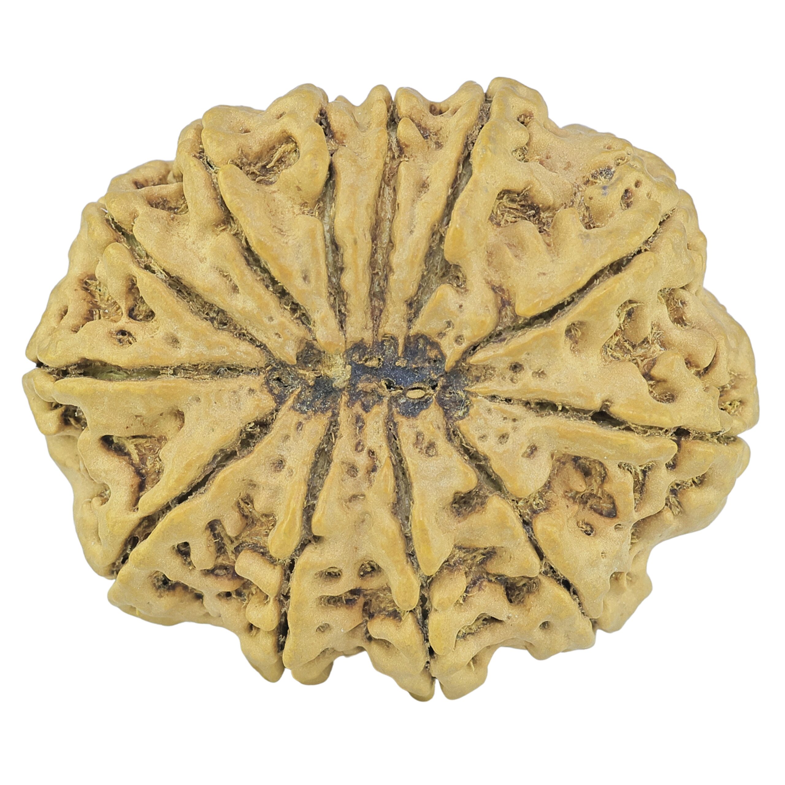 12 Mukhi Rudraksha 37.2mm 8.82gm - Rudraksha back