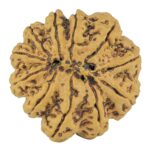 11 Mukhi Rudraksha 29.6mm 7.23gm - Rudraksha back