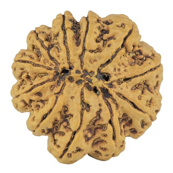 11 Mukhi Rudraksha 29.6mm 7.23gm - Rudraksha back