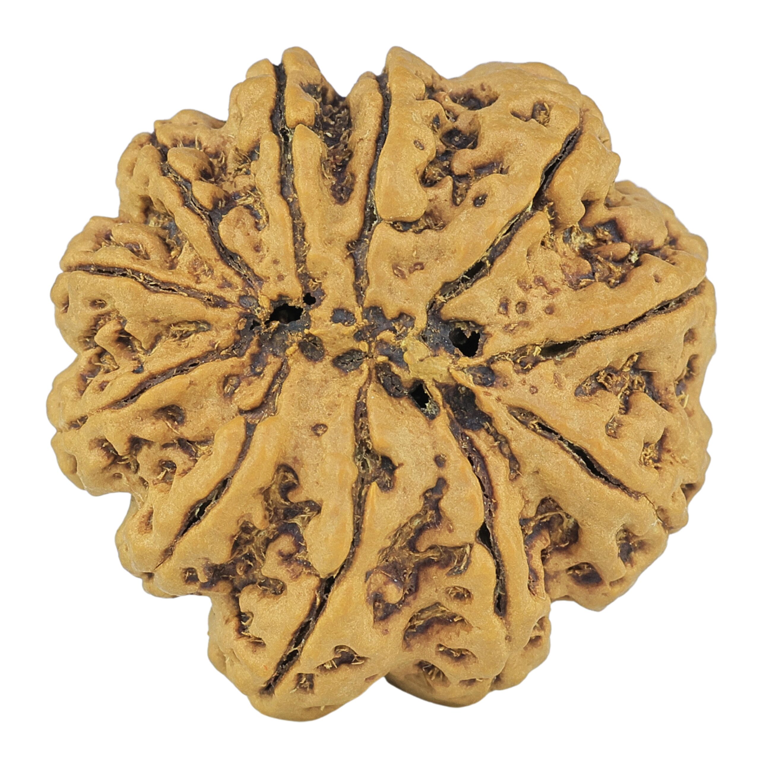 11 Mukhi Rudraksha 29.6mm 7.23gm - Rudraksha back