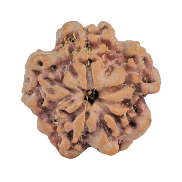 1MK(Underdeveloped) 24.1mm 4.55gm - Rudraksha back