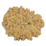 11 Mukhi Rudraksha 23.6mm 3.12gm - Rudraksha back