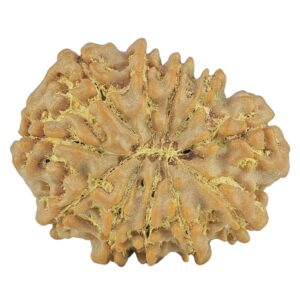 11 Mukhi Rudraksha 23.6mm 3.12gm - Rudraksha back